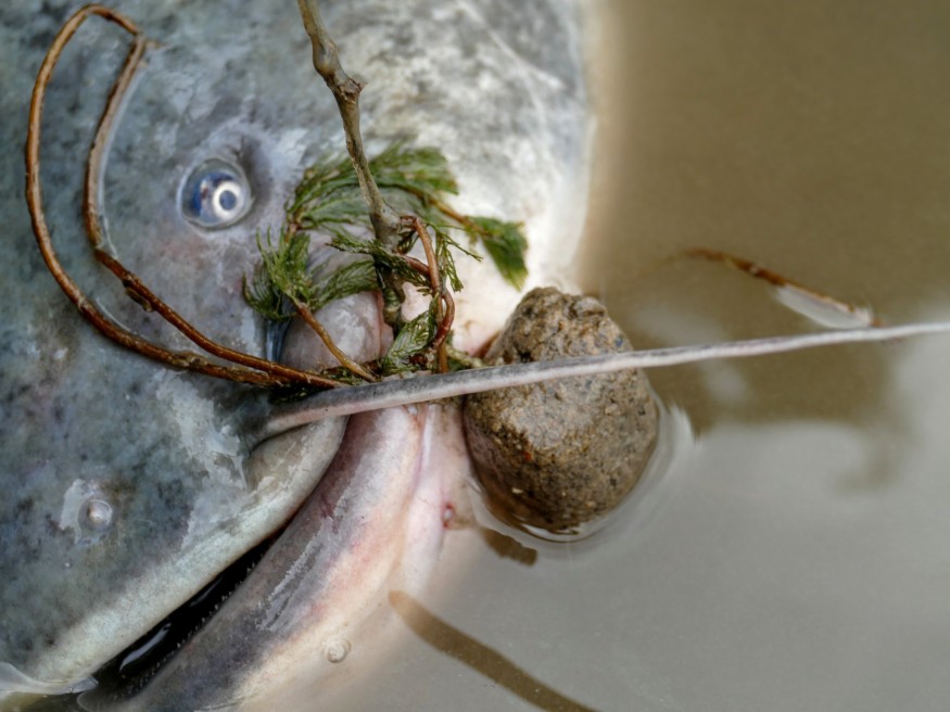 Пелетс DAM MADCAT Pellet Hook Bait Halibut 25mm 450g