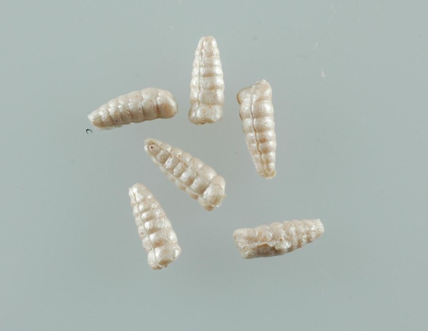 Насадка силиконовая Berkley Gulp! Alive Waxies GAJMG-WH 1cm 2.1oz White 190шт.