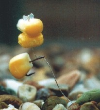 Кукуруза Enterprise Tackle Pор Uр Washed Beige