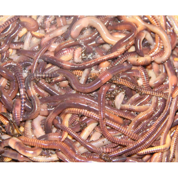 Червь навозный