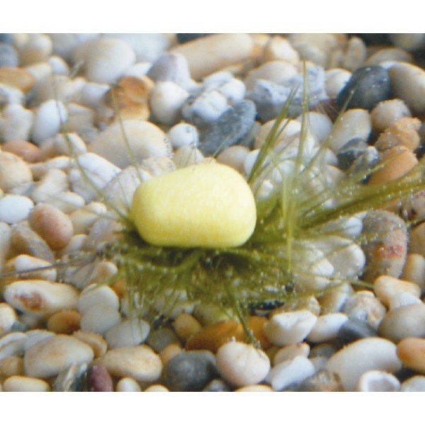 Кукуруза Enterprise Tackle ET Camo Barbed