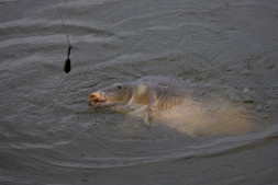 Поводок карповый Chub Braid Rig Size 4 Micro-Barb