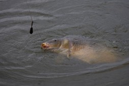 Поводок карповый Chub Braid Rig Size 6 Micro-Barb