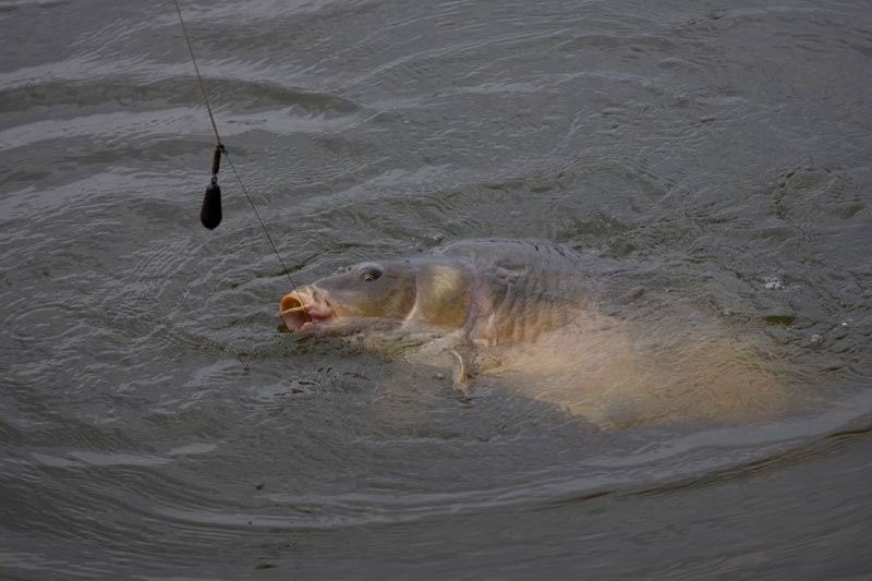 Поводок карповый Chub Combi-Link Rig Size 6 Mic Barb